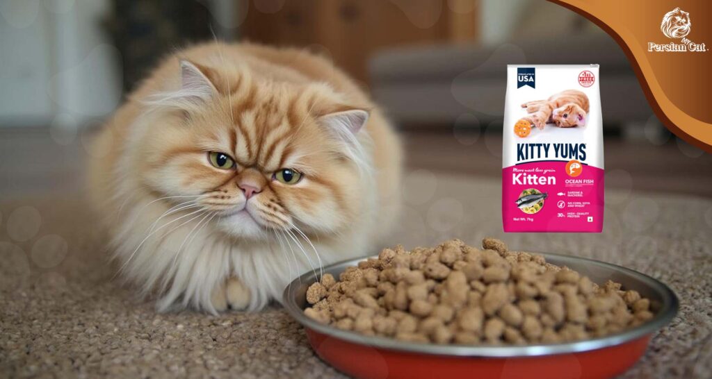 Kitty Yums Persian Dry Cat Food: My Honest Review