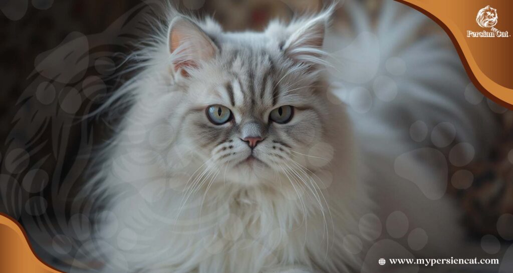 Grey and White Persian Cat: Insider Tips You’ll Love