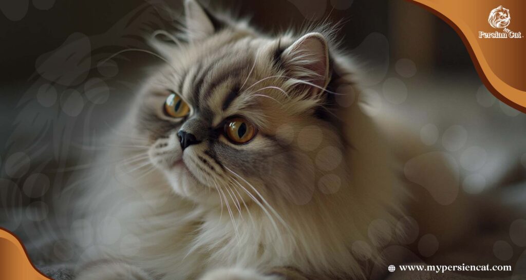 Types Of Persian Cat Faces: Stunning To Know