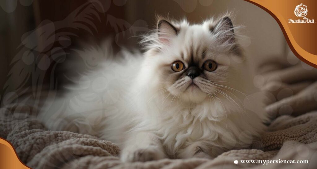 Persian Cat Breeders Wisconsin: Amazing Exposed!

