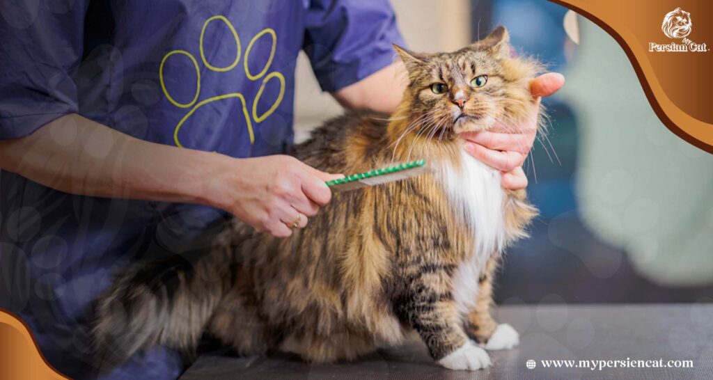 Can I Cut My Persian Cat’s Hair? Surprising Secrets
