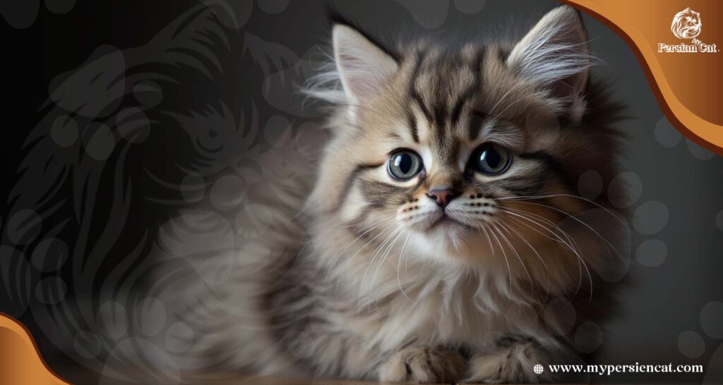 Persian Cat Breeders in Illinois: Amazing Now