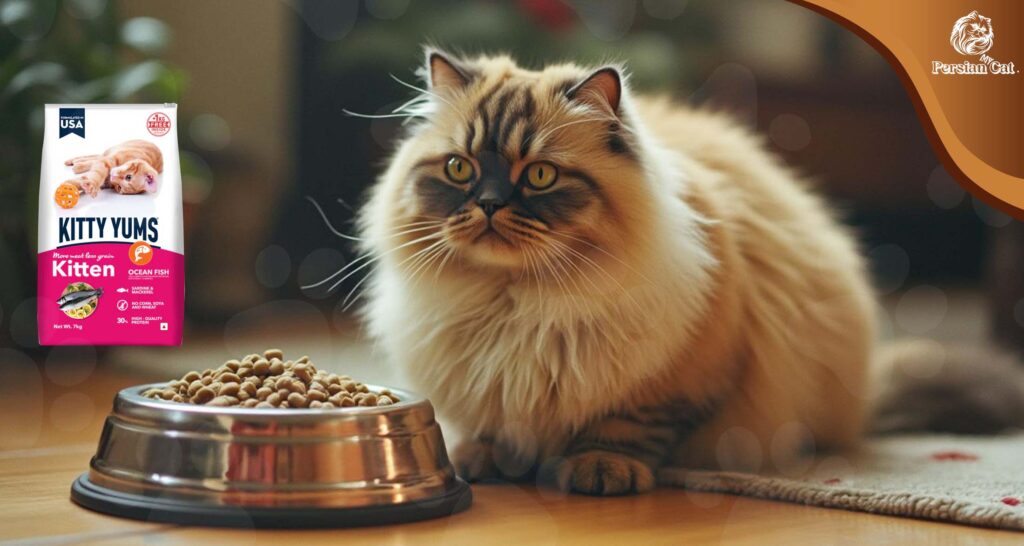 Kitty Yums Persian Dry Cat Food: My Honest Review