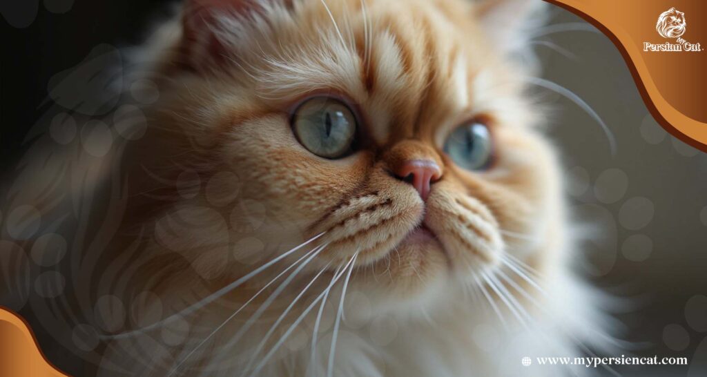 Persian Cat Eye Stain Remover: Amazing Secrets