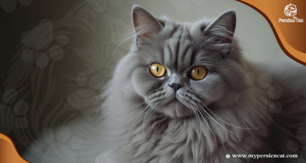 Grey Persian Cat With Yellow Eyes: Secrets of the