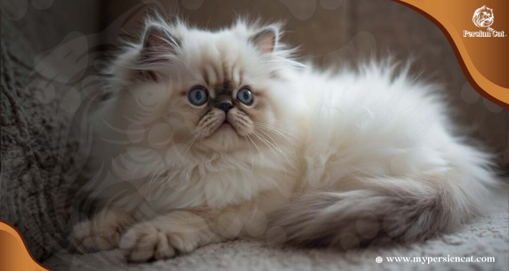 Persian Cat Breeders Wisconsin: Amazing Exposed!
