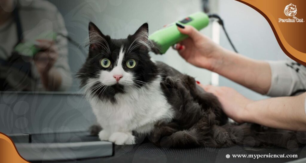 Can I Cut My Persian Cats Hair