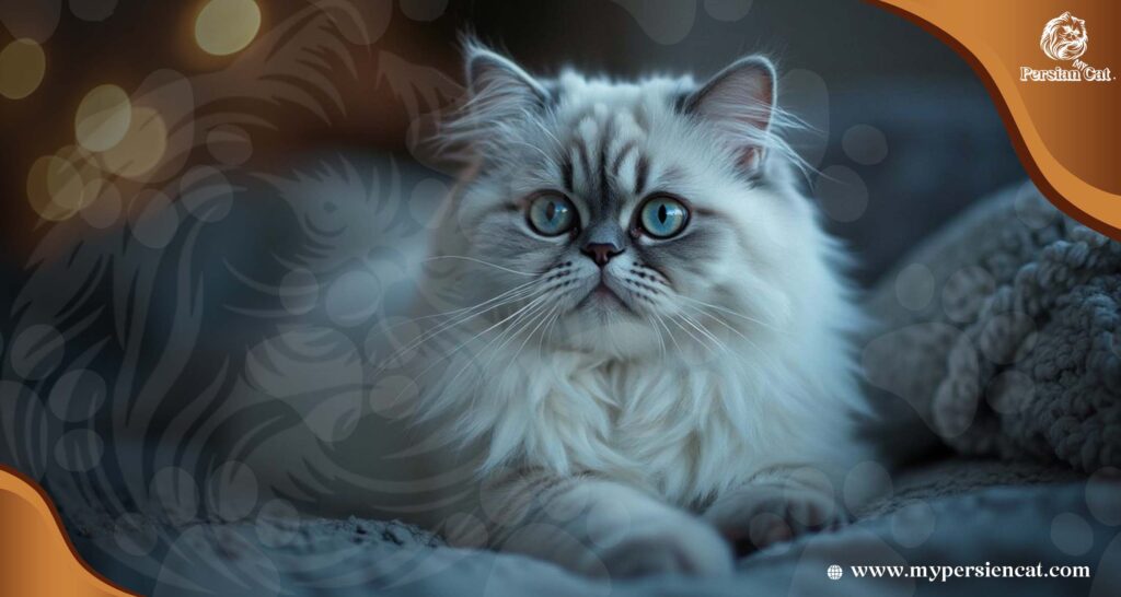 Grey and White Persian Cat: Insider Tips You’ll Love