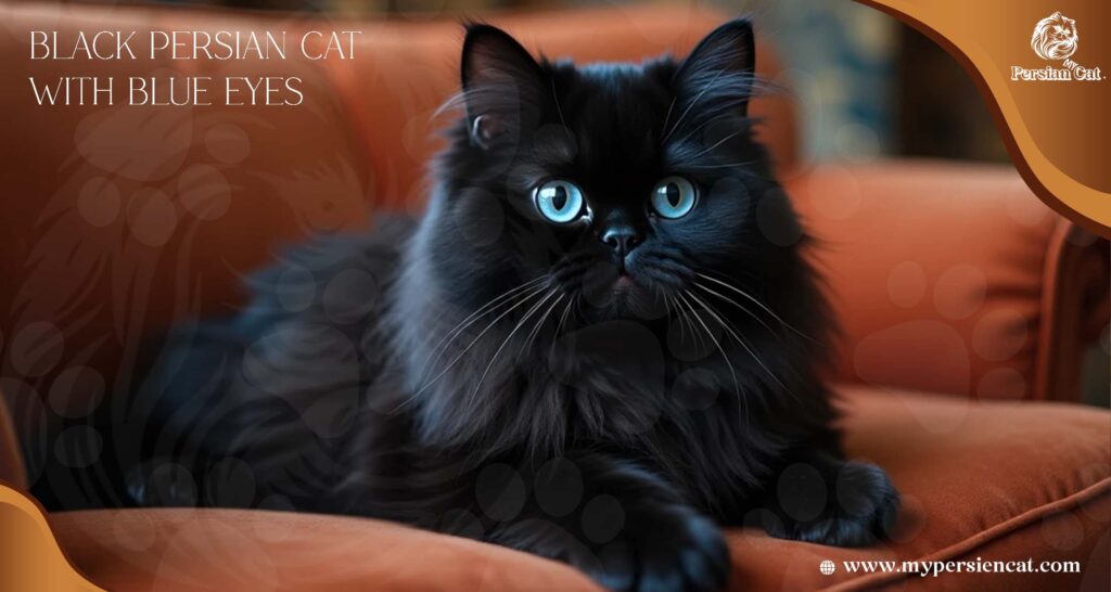 Black Persian Cats with Blue Eyes: Why Are So Magical
