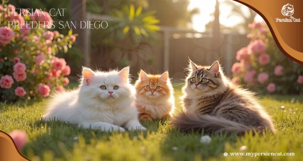 Persian Cat Breeders in San Diego: Trusted My Heartfelt Guide
