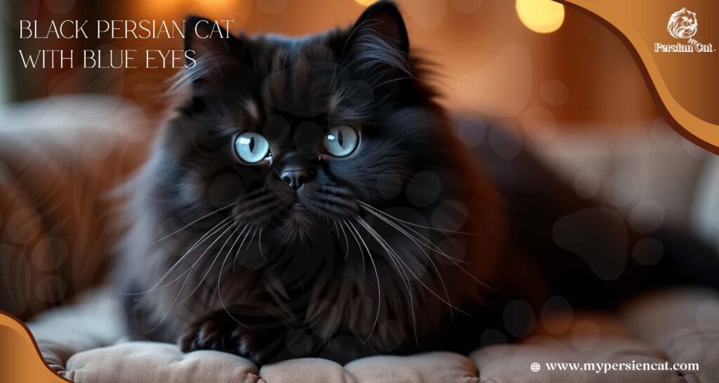 Black Persian Cats with Blue Eyes: Why Are So Magical

