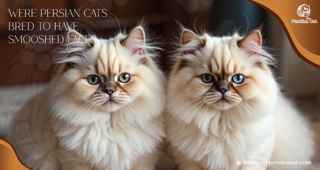 Were Persian Cats Bred to Have Smooshed Faces My Surprising Expert View