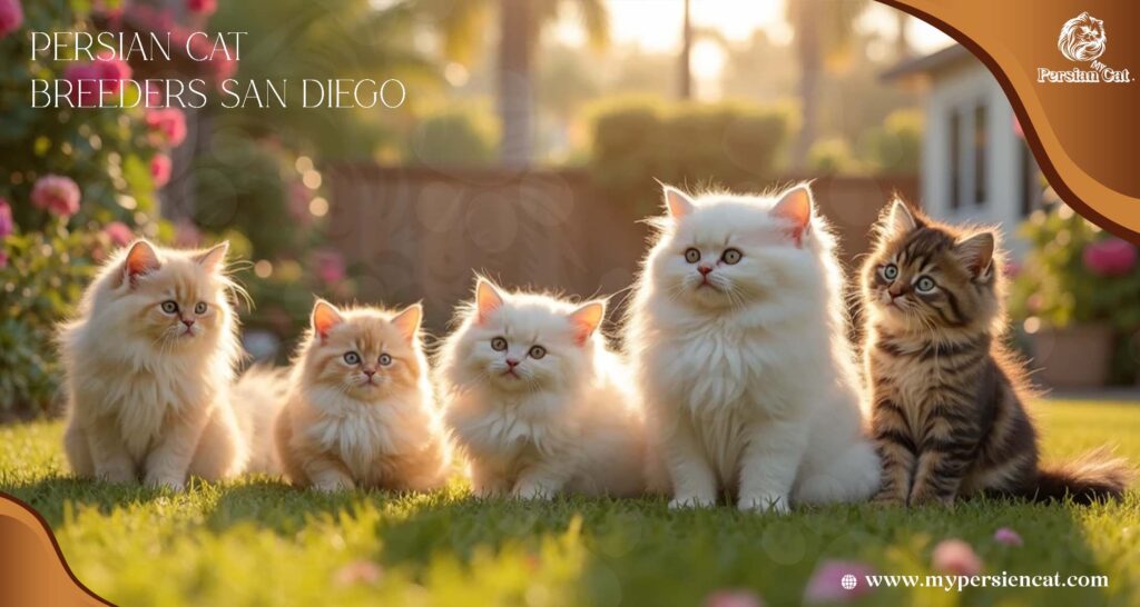 Persian Cat Breeders in San Diego: Trusted My Heartfelt Guide
