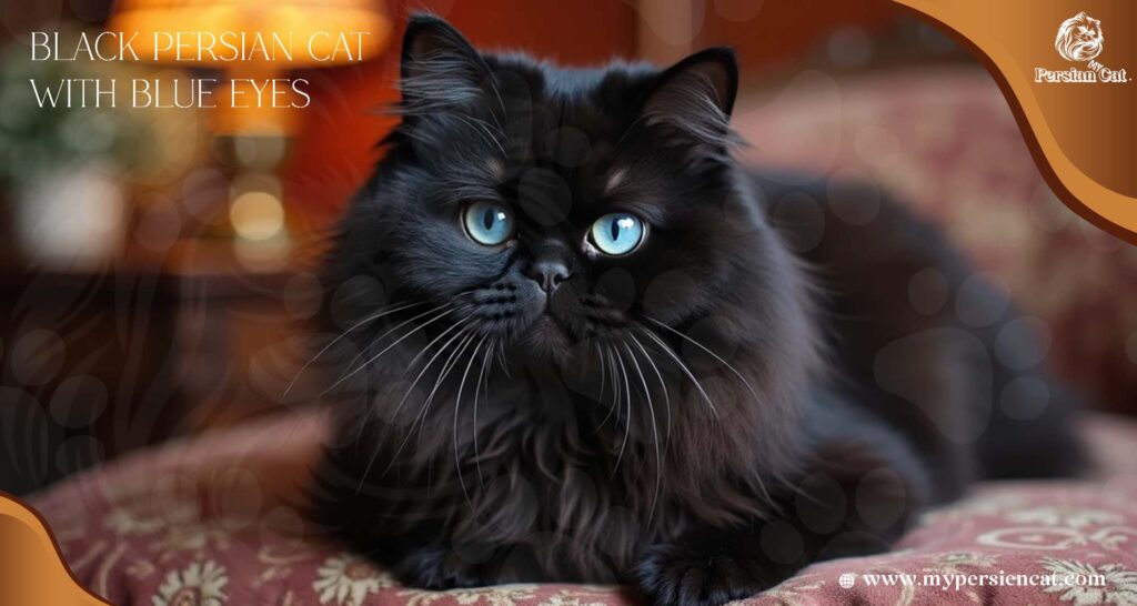 Black Persian Cats with Blue Eyes: Why Are So Magical

