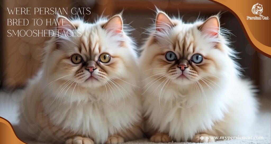 Were Persian Cats Bred to Have Smooshed Faces My Surprising Expert View