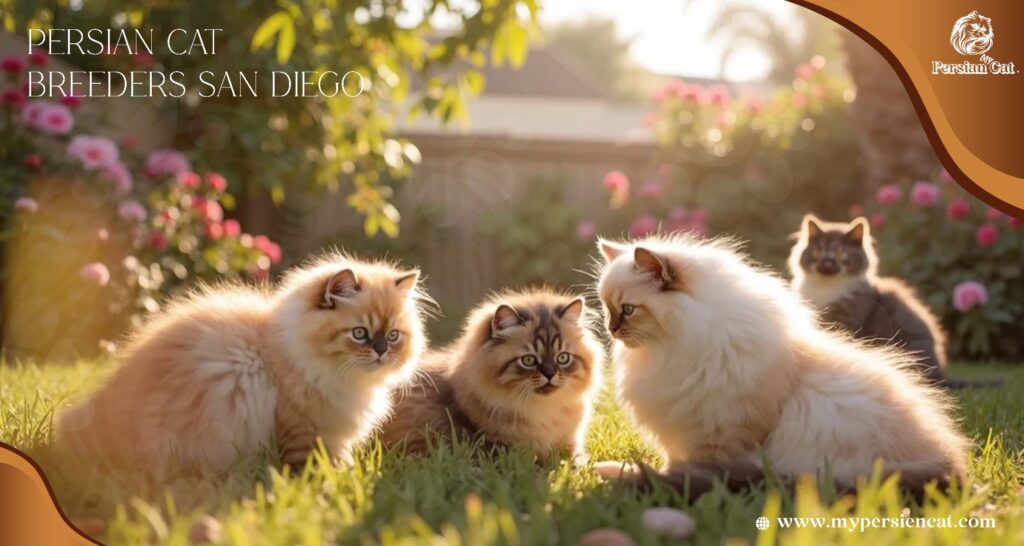 Persian Cat Breeders in San Diego: Trusted My Heartfelt Guide
