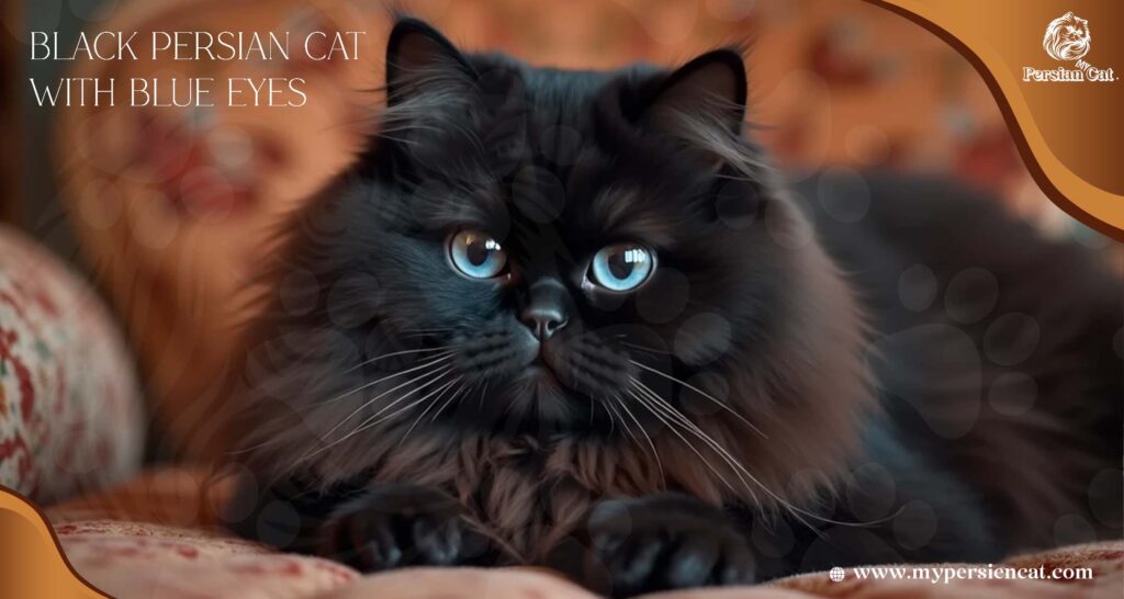 Black Persian Cats with Blue Eyes: Why Are So Magical
