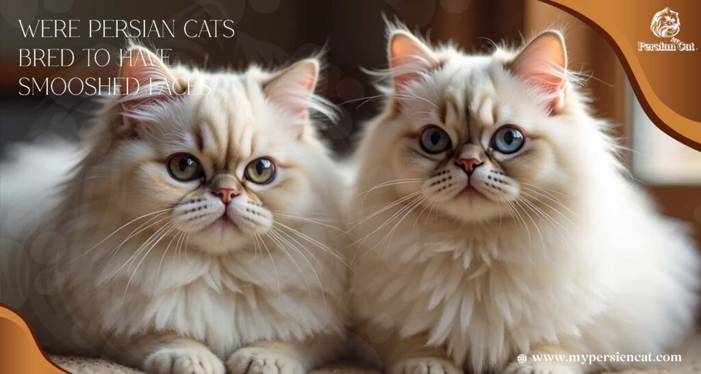 Were Persian Cats Bred to Have Smooshed Faces My Surprising Expert View