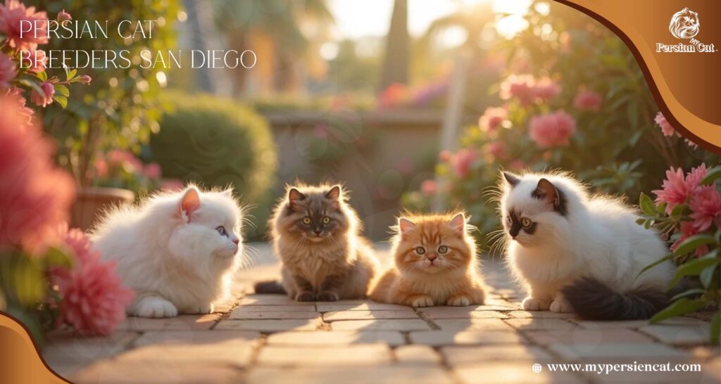 Persian Cat Breeders in San Diego: Trusted My Heartfelt Guide
