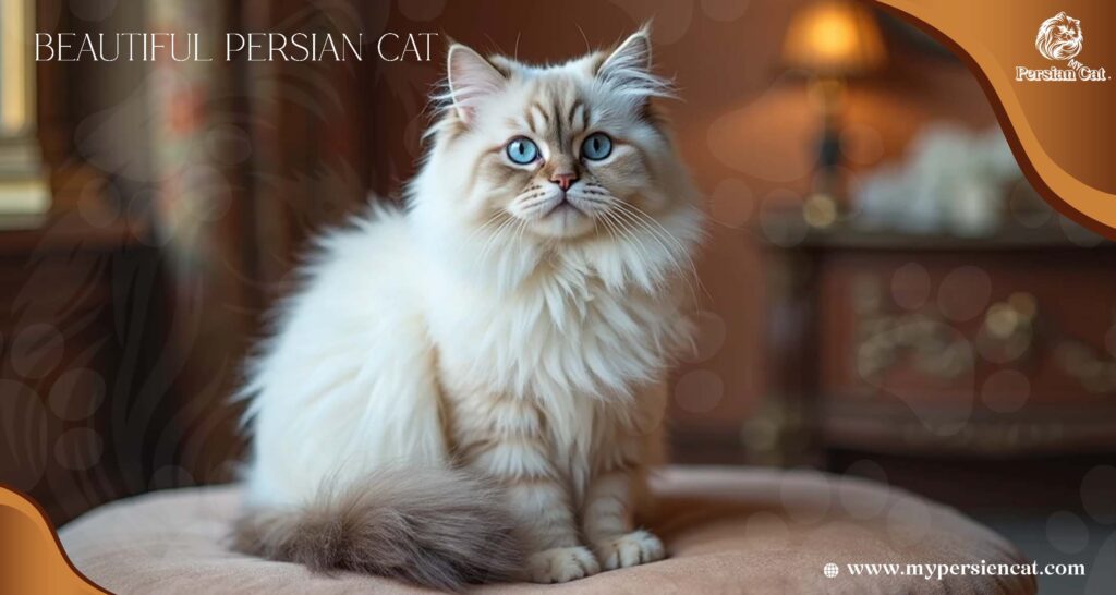 Beautiful Persian Cat: Why My Changed My World