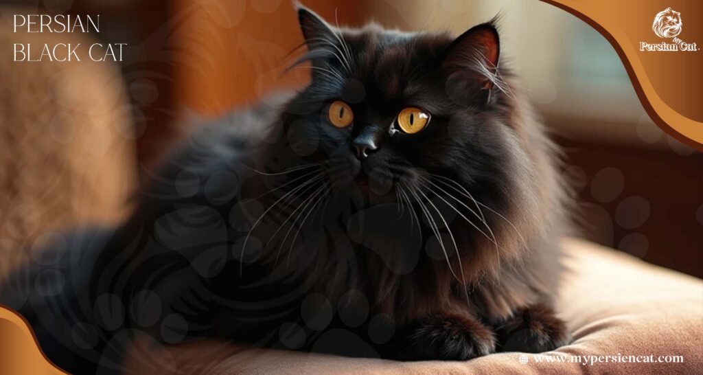 Persian Black Cat Secrets Every Owner Cherishes