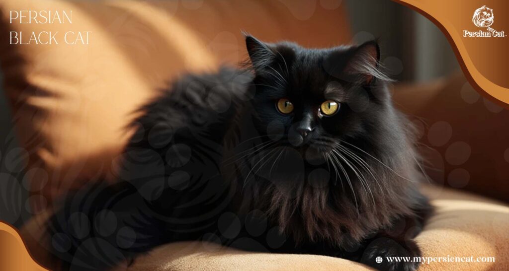 Persian Black Cat Secrets Every Owner Cherishes