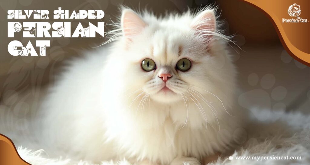 Silver Shaded Persian Cat Guide from My Calm Experience