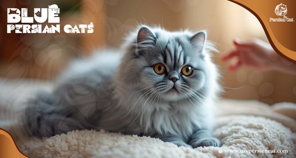 Blue Persian Cats My Calm Essential Insight
