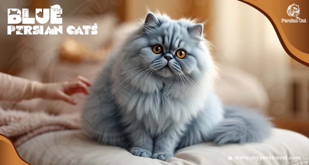 Blue Persian Cats My Calm Essential Insight
