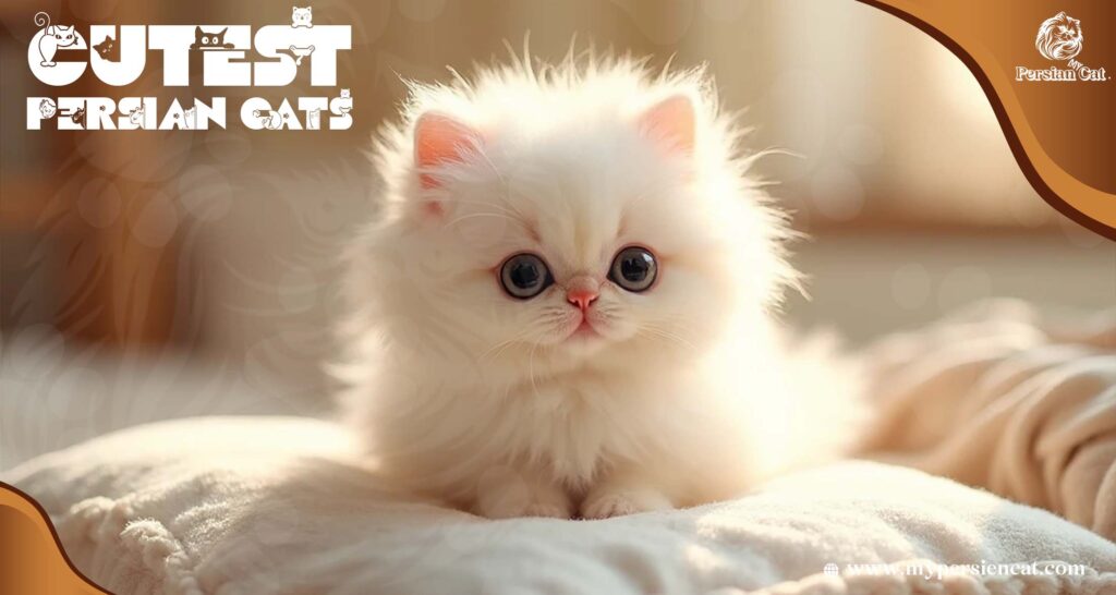 Cutest Persian Cat Stole My Heart Today