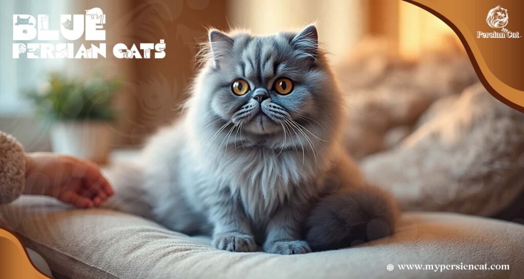 Blue Persian Cats My Calm Essential Insight
