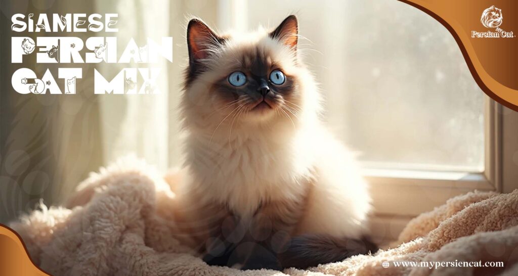 Siamese Persian Cat mix in My Cozy Home