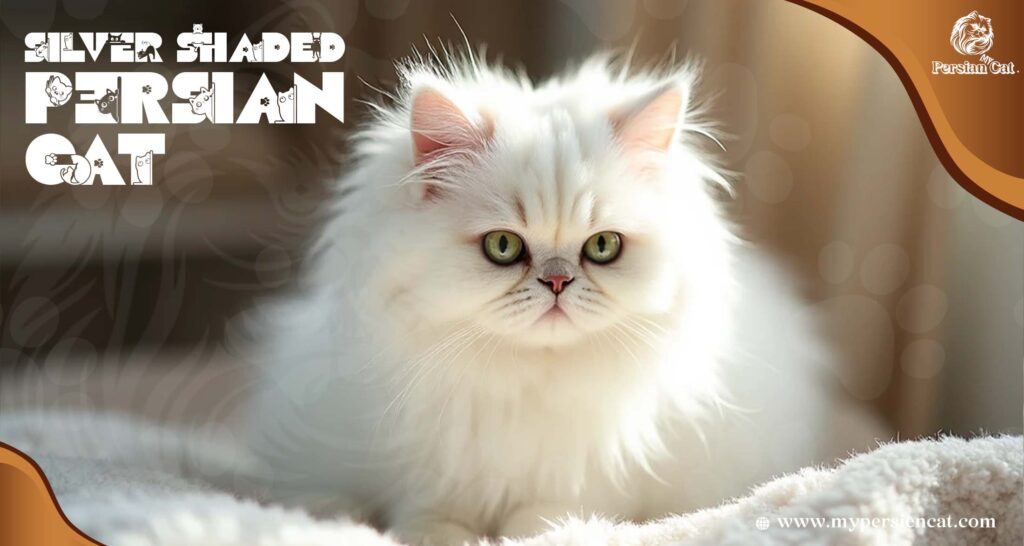 Silver Shaded Persian Cat Guide from My Calm Experience
