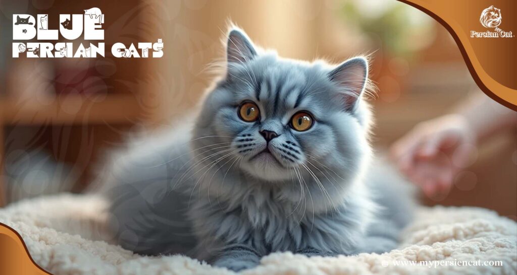 Blue Persian Cats My Calm Essential Insight
