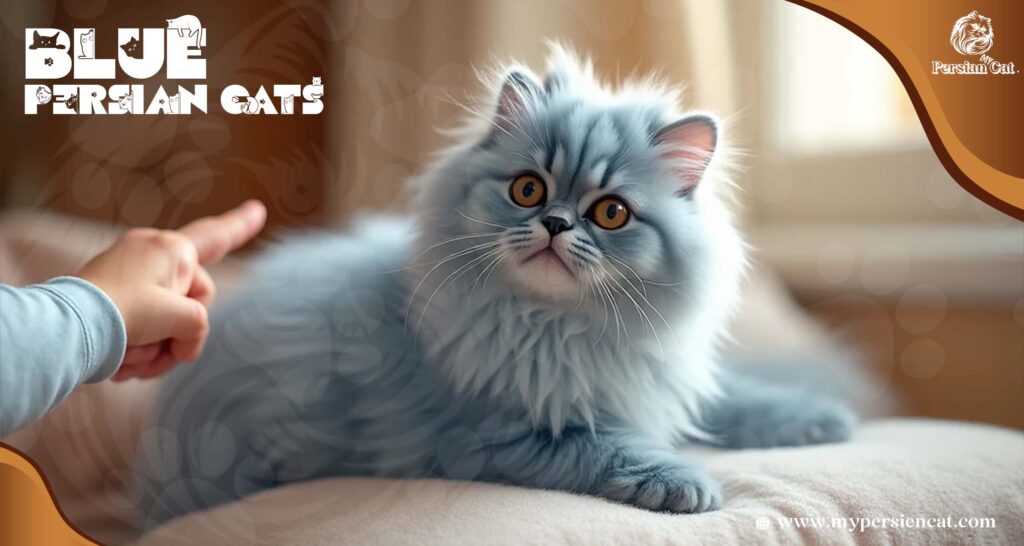 Blue Persian Cats My Calm Essential Insight
