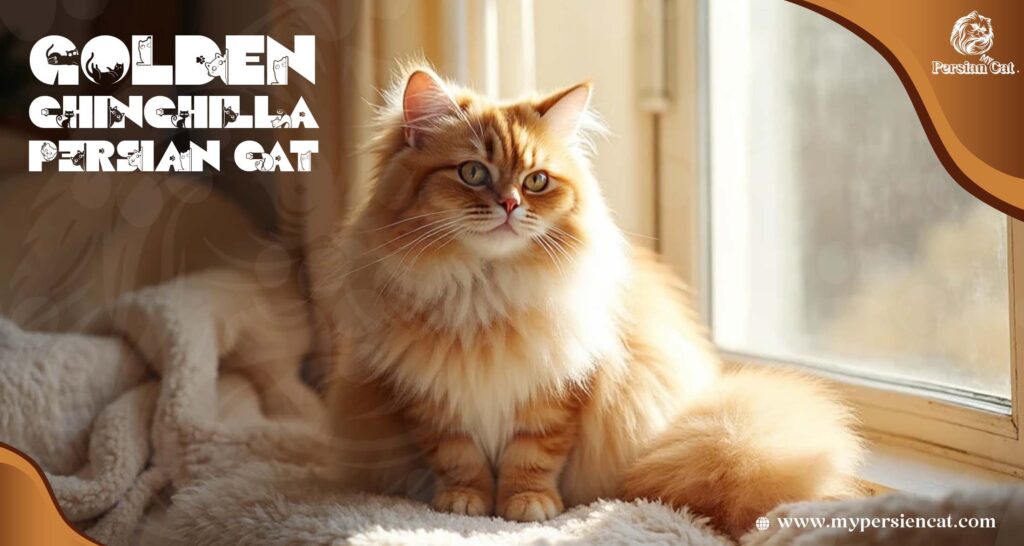 Golden Chinchilla Persian Cat and Its Enigmatic Charm
