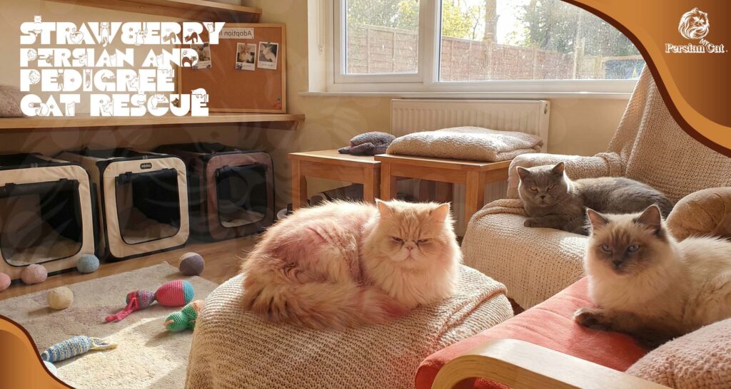 Strawberry Persian and pedigree cat rescue My calm Guide
