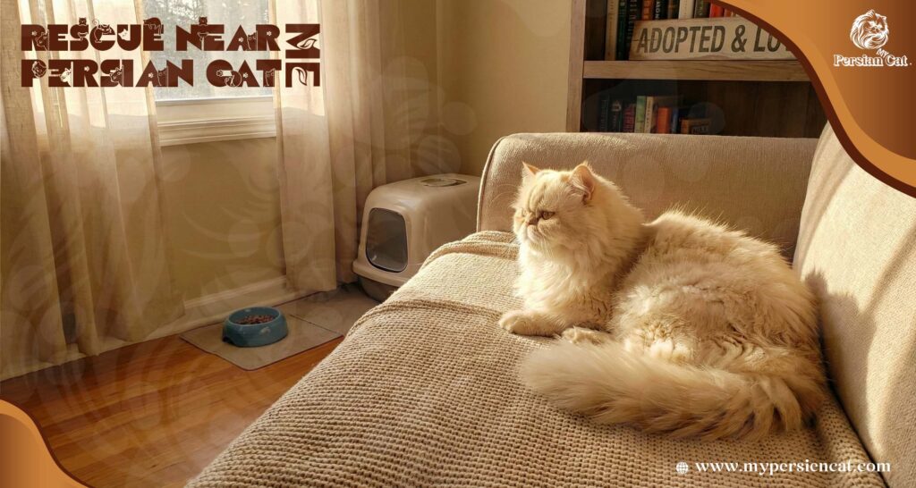 Persian Cat Rescue Near Me Journey of Quiet Grace