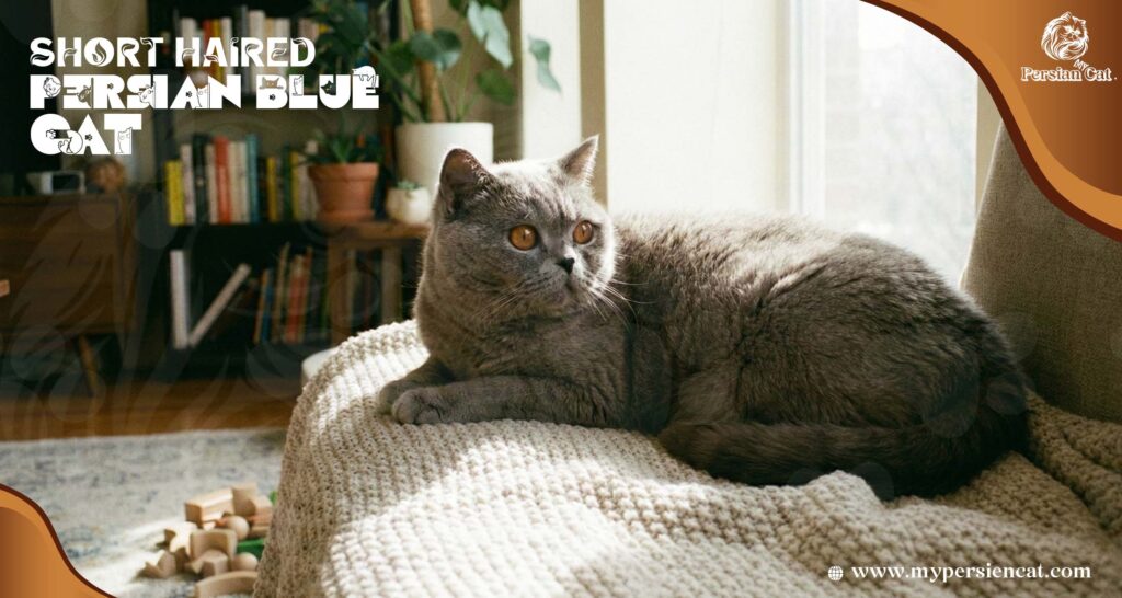 Short Haired Persian Blue Cat Journey Felt Magical and Vivid

