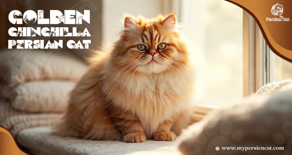 Golden Chinchilla Persian Cat and Its Enigmatic Charm
