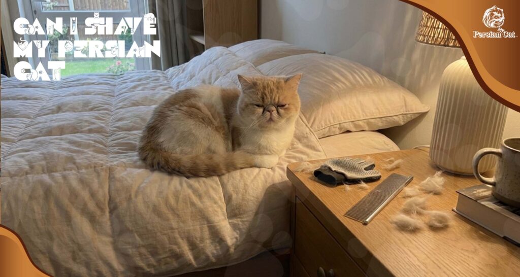 Can I Shave My Persian Cat Without Stress
