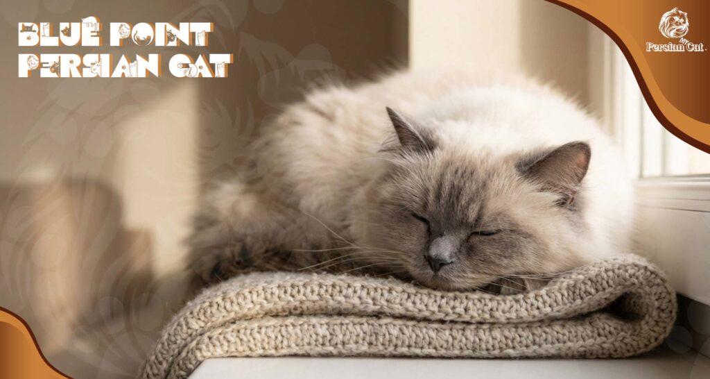 Blue Point Persian Cat With a Gentle Soul
