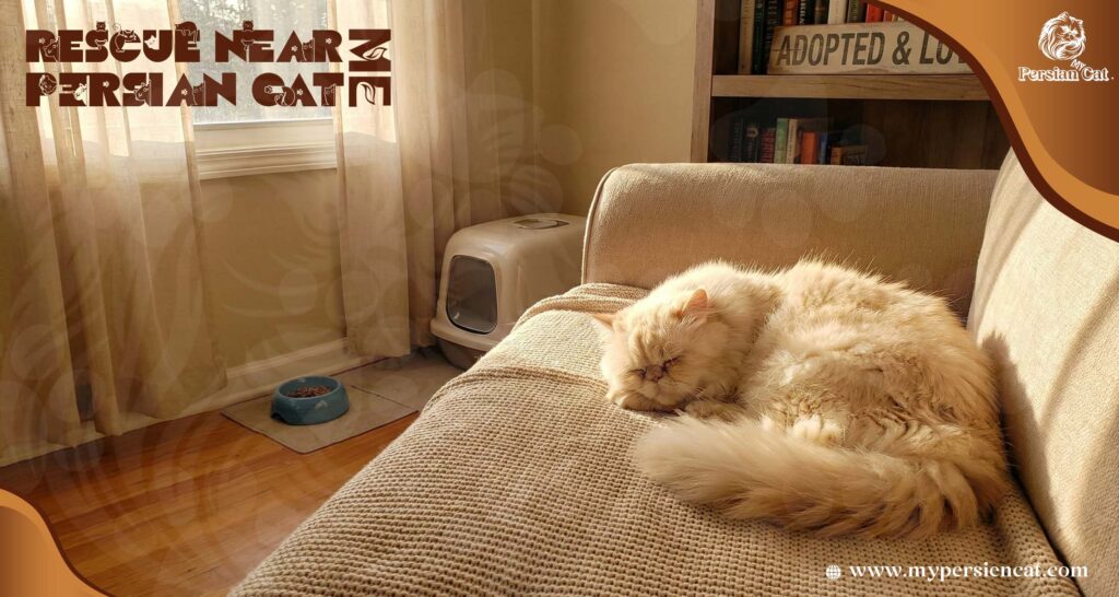 Persian Cat Rescue Near Me Journey of Quiet Grace