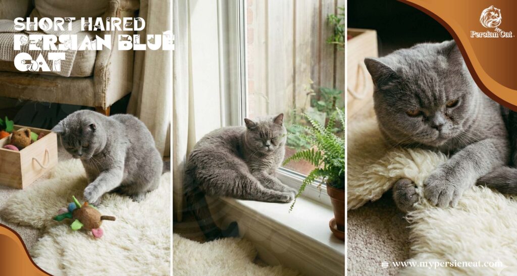 Short Haired Persian Blue Cat Journey Felt Magical and Vivid
