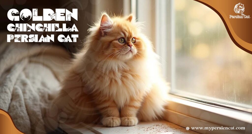 Golden Chinchilla Persian Cat and Its Enigmatic Charm
