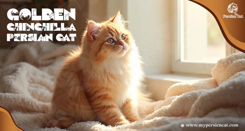 Golden Chinchilla Persian Cat and Its Enigmatic Charm
