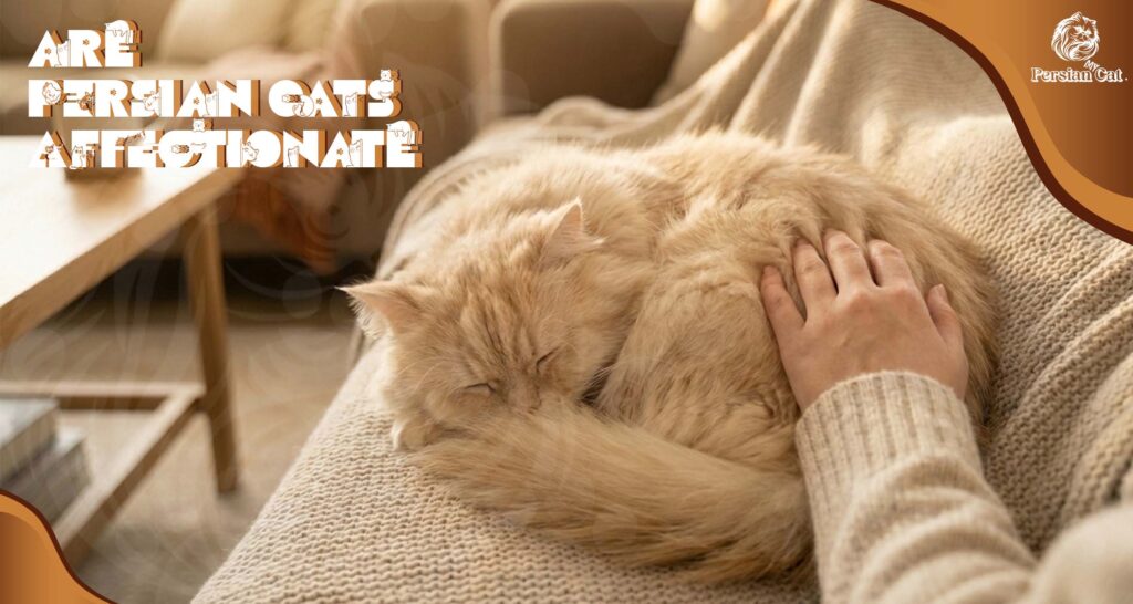 Are Persian Cats Affectionate My Gentle Bond
