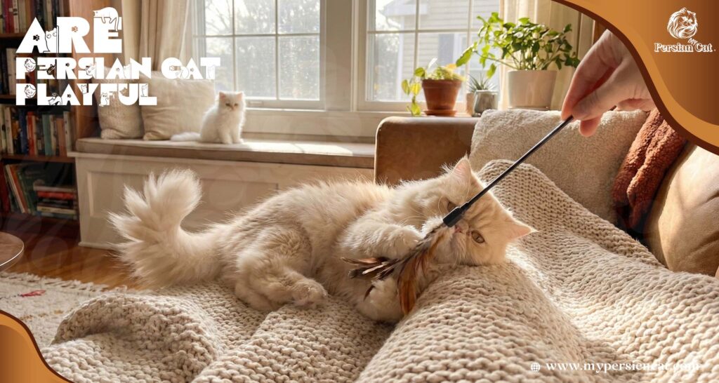 Are Persian Cats Playful My Honest and Warm Take
