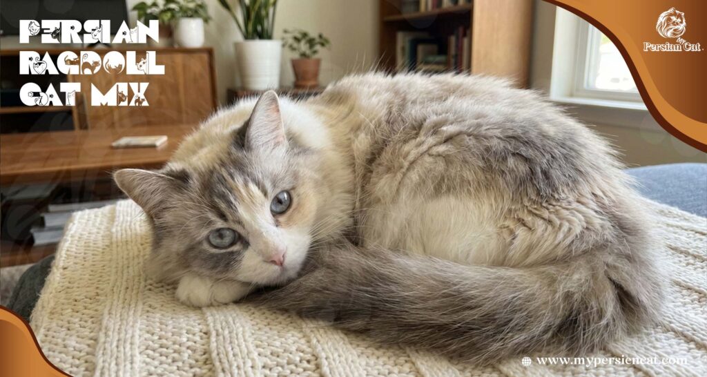 Persian Ragdoll Cat Mix Honest Loving Nuanced
