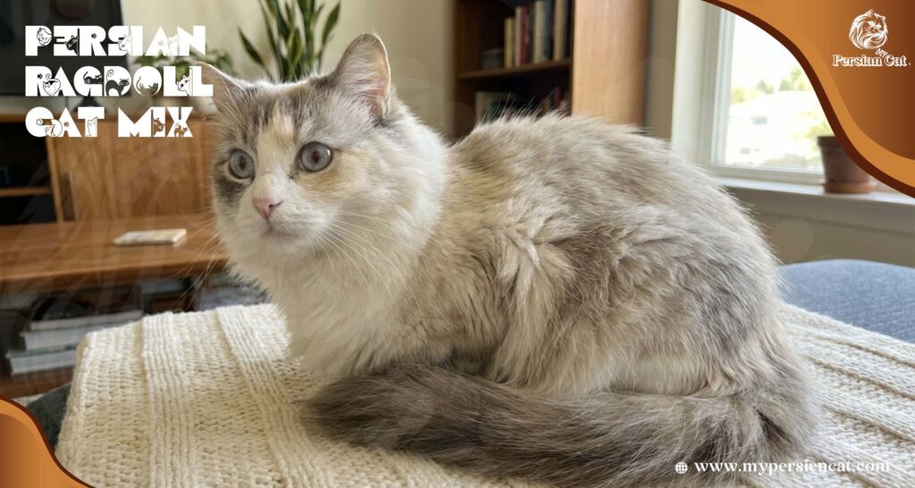 Persian Ragdoll Cat Mix Honest Loving Nuanced
